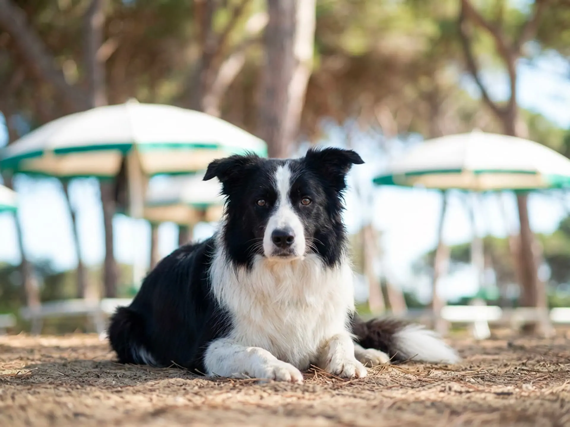 torremozza-oasi-dog-border-collie Border collie nella pineta di Torremozza Oasi Dog, spiaggia cani tra Piombino e Follonica